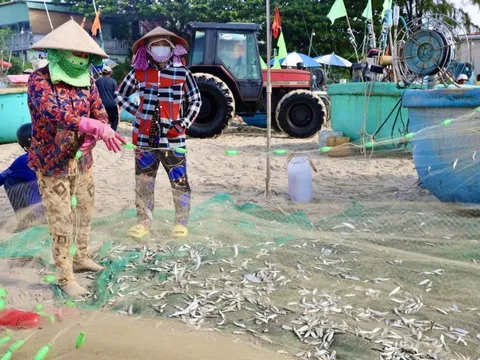 Hình ảnh ngư dân TP HCM trúng mùa cá mai "lộc trời"