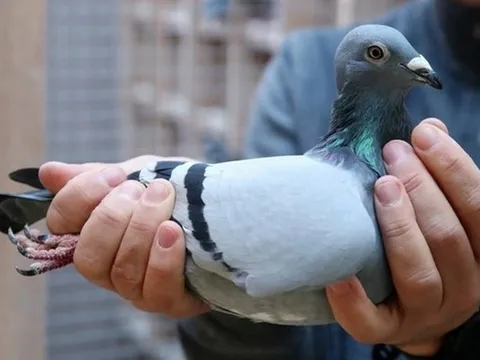 Choáng với bồ câu 35 tỷ: Đắt đỏ đến mức phải thuê vệ sĩ riêng bảo vệ