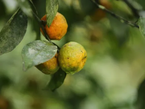 Từ thứ quả bé xíu vỏ thơm đến mô hình làm giàu bền vững ở miền núi