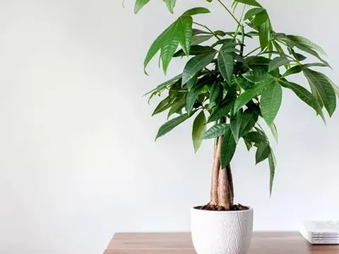 3 loại cây nghe tên đã thấy có lộc, càng trồng lâu trong nhà càng hút tiền bạc như nam châm, người giàu rất thích