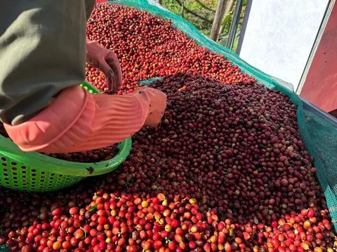 Doanh nghiệp nông sản kêu khó với quy định thuế giá trị gia tăng