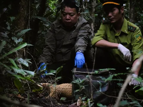 7 con tê tê Java được thả về tự nhiên