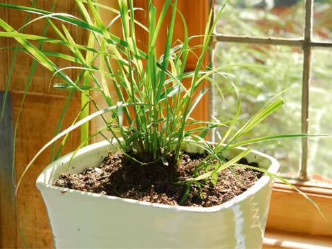 8 loại cây đuổi muỗi, ruồi, gián hiệu quả: Nhà nào cũng nên trồng ít nhất một cây