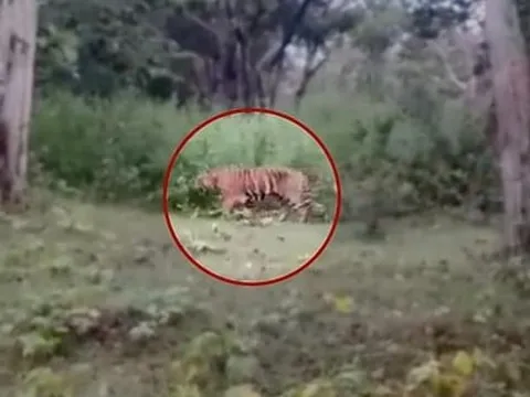 Đi chăn gia súc, người đàn ông 60 tuổi bị hổ dữ vồ tử vong