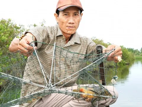 Khai thác tiềm năng từ con cua biển
