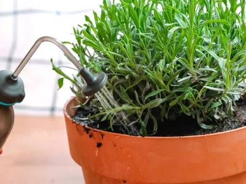 5 loại cây quen thuộc dễ trồng, vừa đuổi muỗi - ruồi, vừa lọc không khí trong nhà