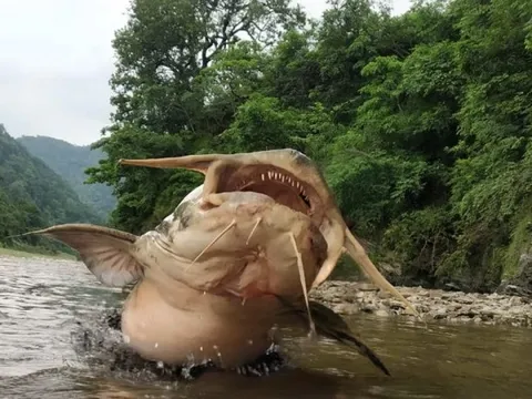 Gặp "thủy quái nước ngọt" dài 1,5m, nặng gần 30kg: Cá thể hiếm tới mức nhiều năm mới trồi lên một lần