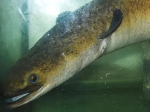 "Thủy quái" dưới lòng sông Đà được ví như "nhân sâm nước", đại gia chi 45 triệu đồng để sở hữu