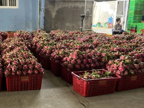 Giá thanh long chong đèn tại Lâm Đồng đạt mức cao nhất nhiều năm