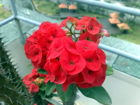 Loại cây là "kẻ thù không đội trời chung" của rắn và chuột: Trồng 1 cây có được đến 3 lợi ích