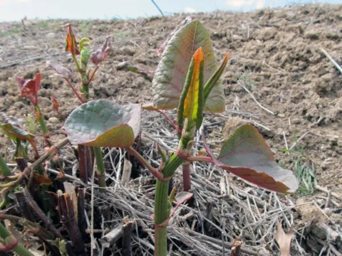 Loài cây là "ác mộng kinh hoàng" khiến các chủ đất “mất ăn mất ngủ”: Rễ đâm thủng cả bê tông, phá hủy hết móng nhà