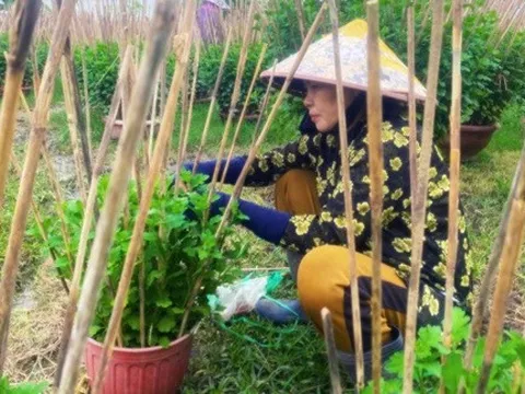 "Thủ phủ" hoa cúc ở Khánh Hòa lo hoa không nở kịp vụ Tết 2026